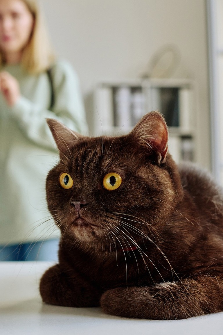 onepage site web veterinaire