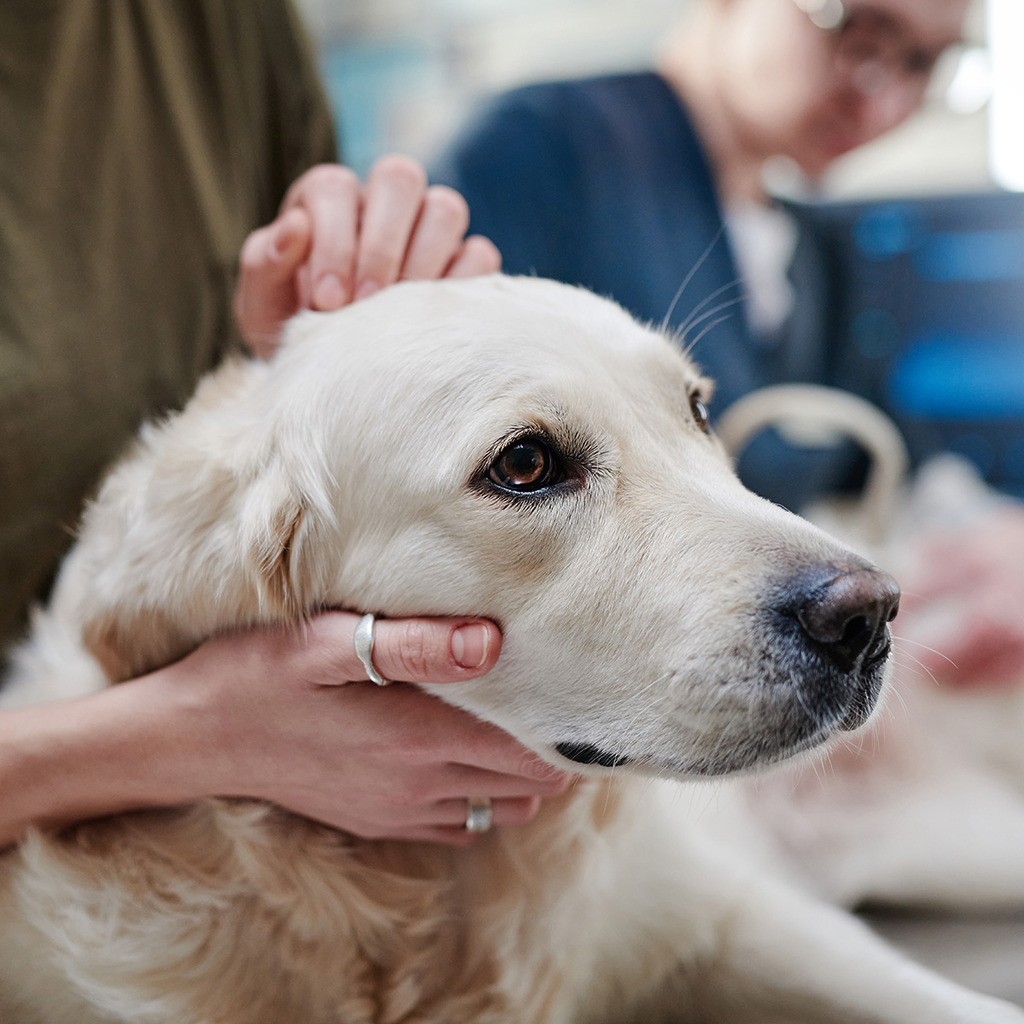 onepage site web veterinaire