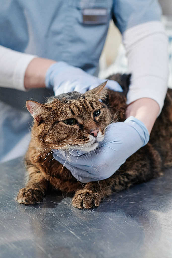 onepage site web veterinaire