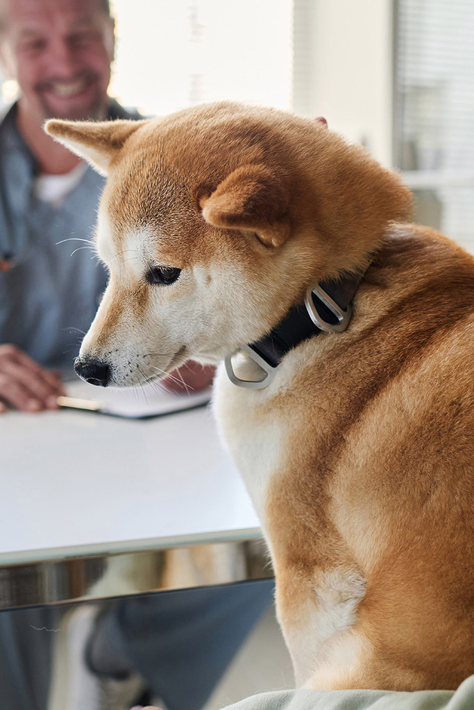onepage site web veterinaire